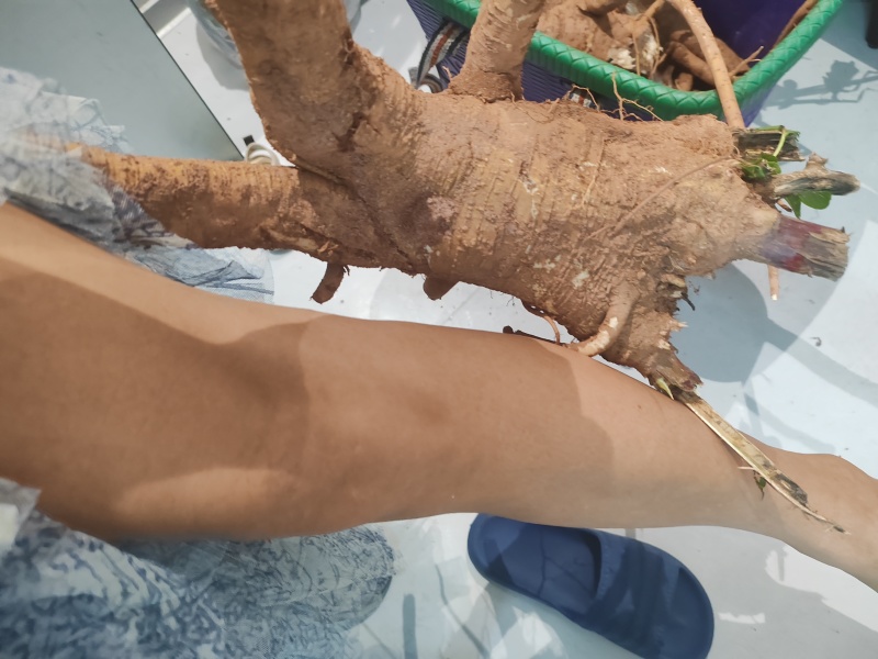 野生大腿粗十年左右新鲜红参