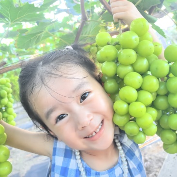 阳光玫瑰葡萄