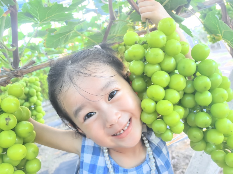 阳光玫瑰葡萄