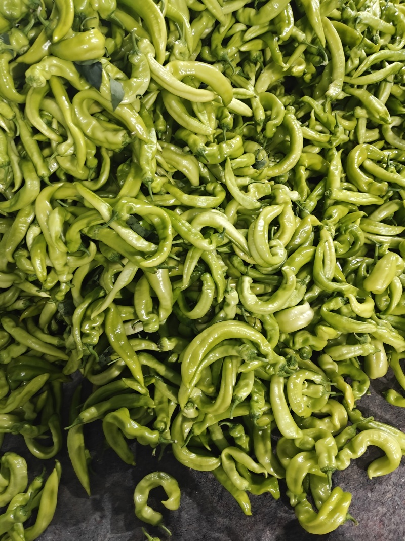 精品尖椒以质论价，精品，高统，统货，电商，食堂都有
