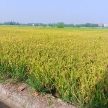 湖南常德早稻
