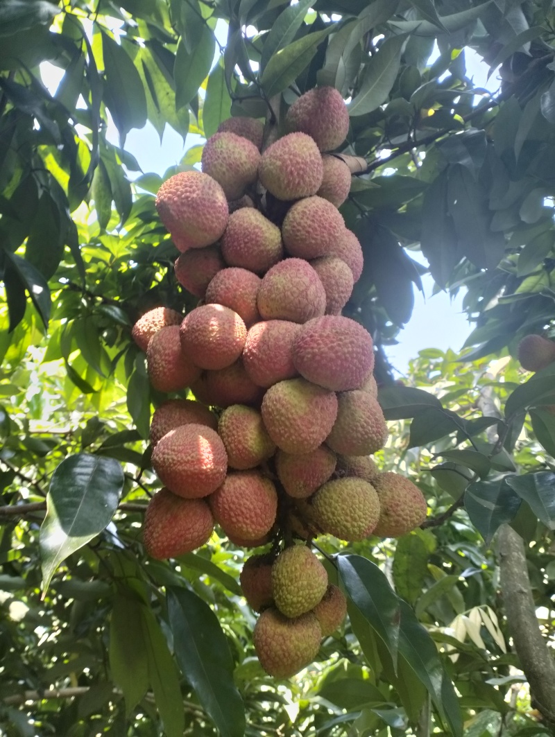 合江荔枝