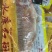 开背红斑鱼功夫红斑鱼