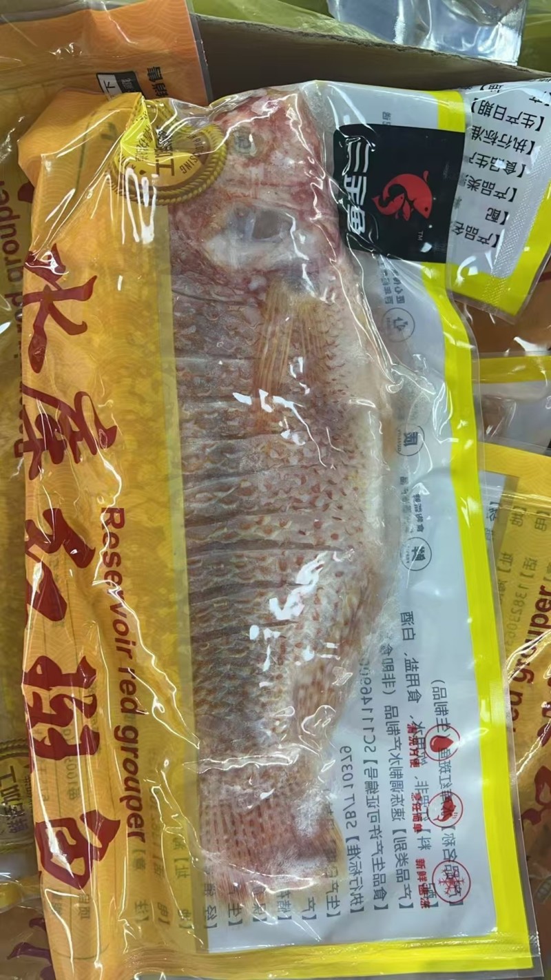 开背红斑鱼功夫红斑鱼