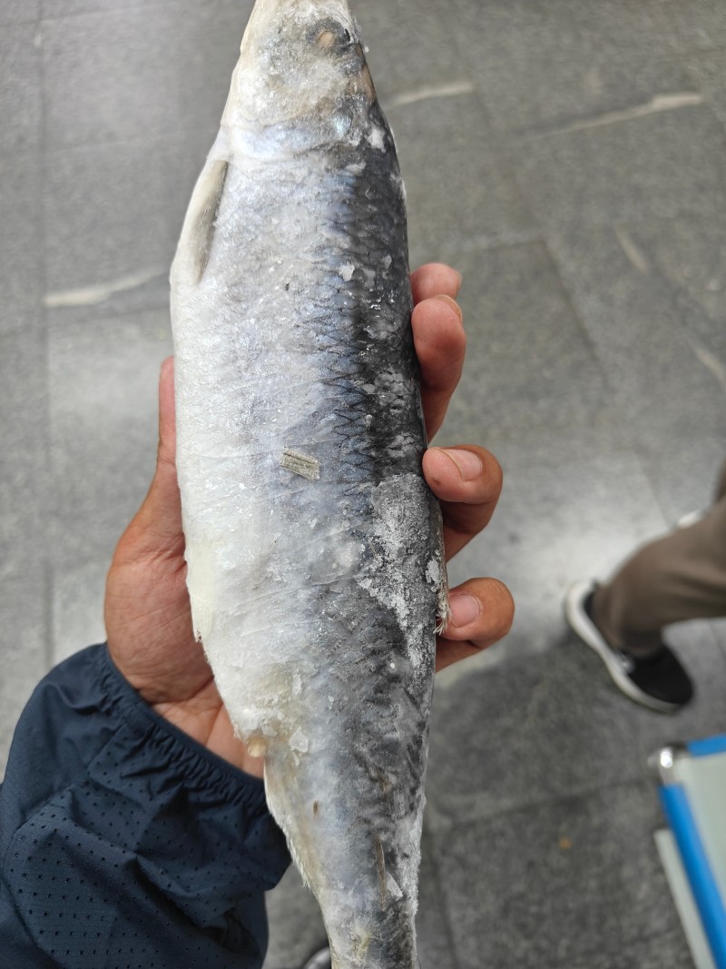 青鱼！优质青鱼