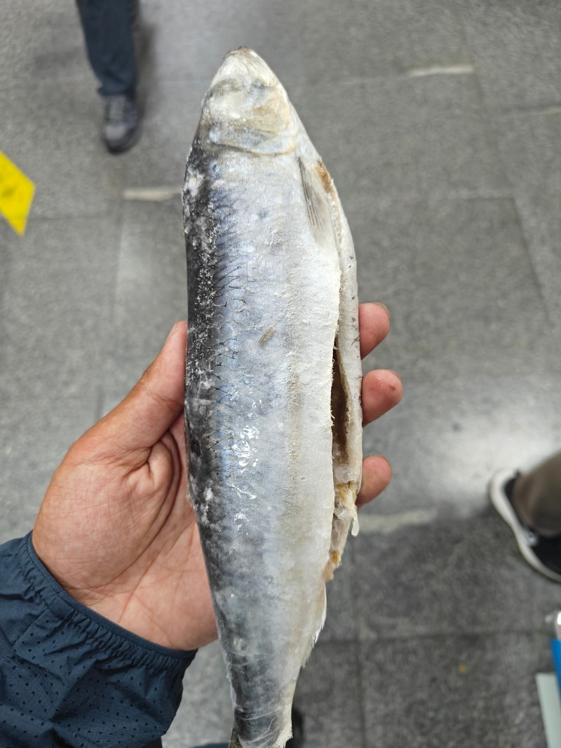 青鱼！优质青鱼