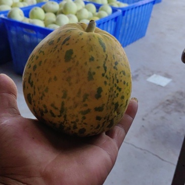 甜瓜🍈