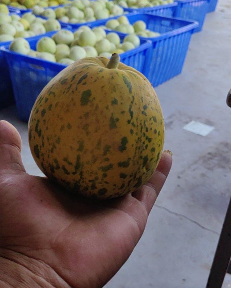 甜瓜🍈