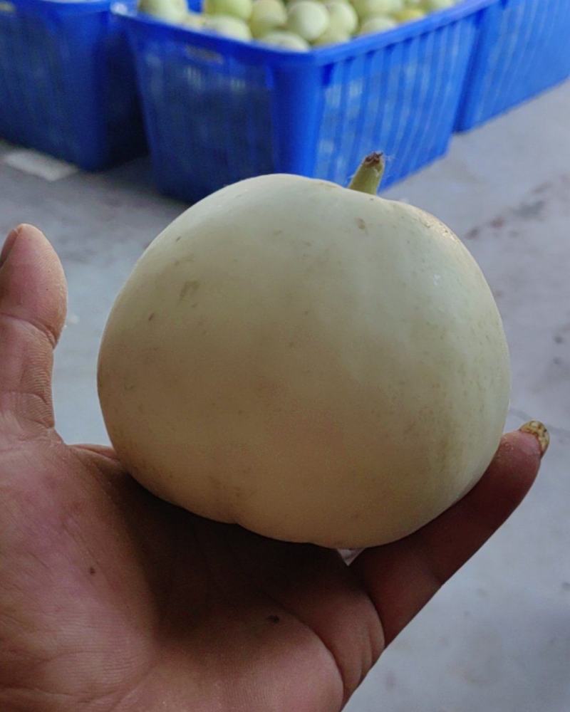 甜瓜🍈