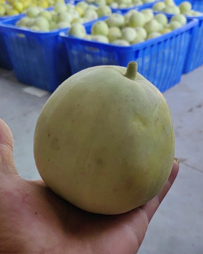 甜瓜🍈
