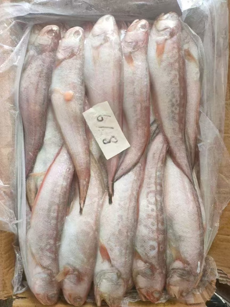 品名：凤尾鱼（原条）型号：6/8两