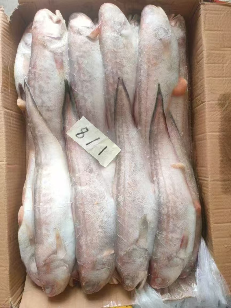 品名：凤尾鱼（原条）型号：6/8两