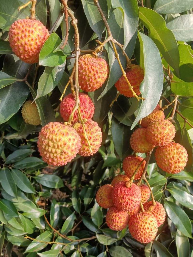 合江荔枝