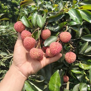 合江荔枝