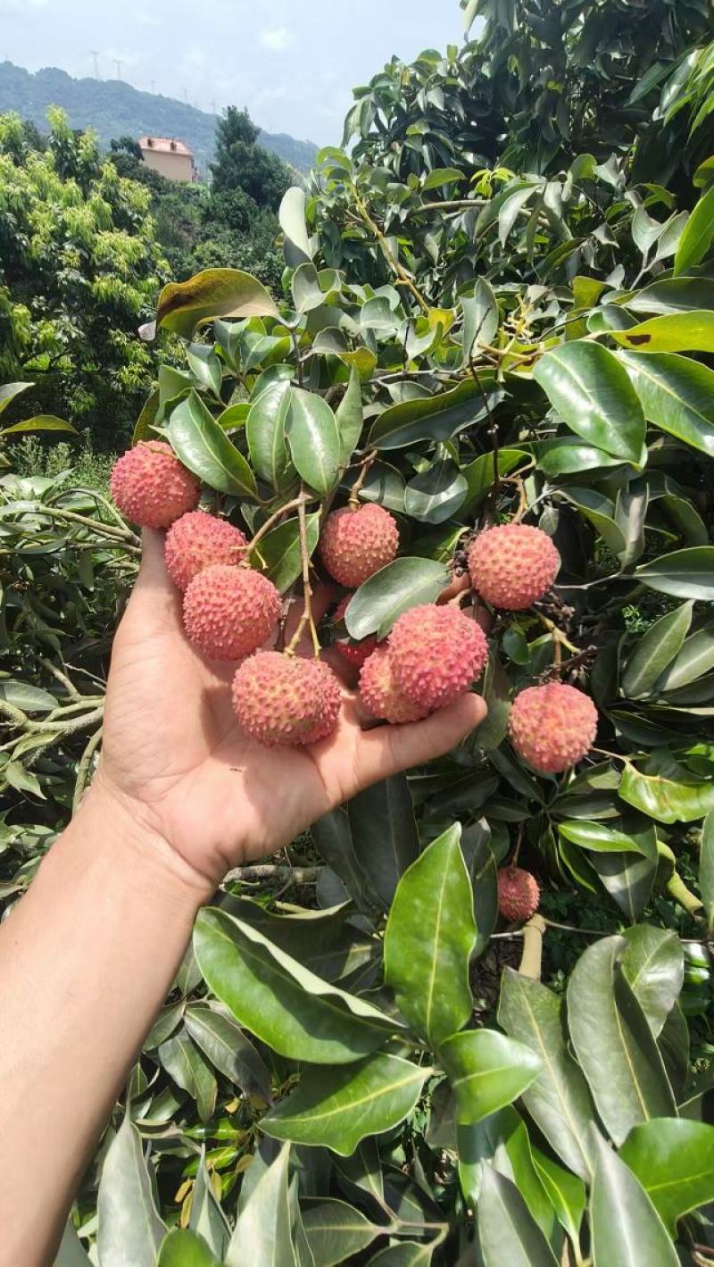 合江荔枝