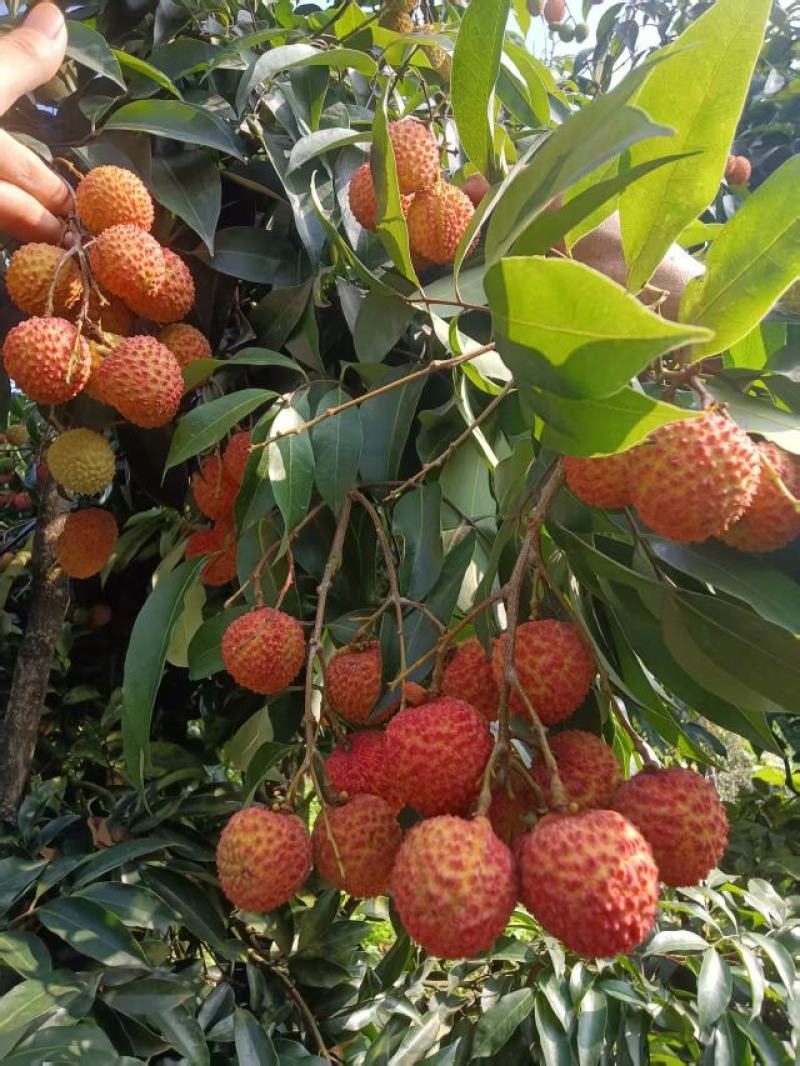 合江荔枝