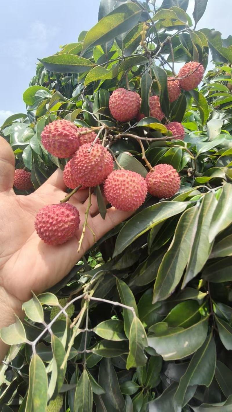 合江荔枝