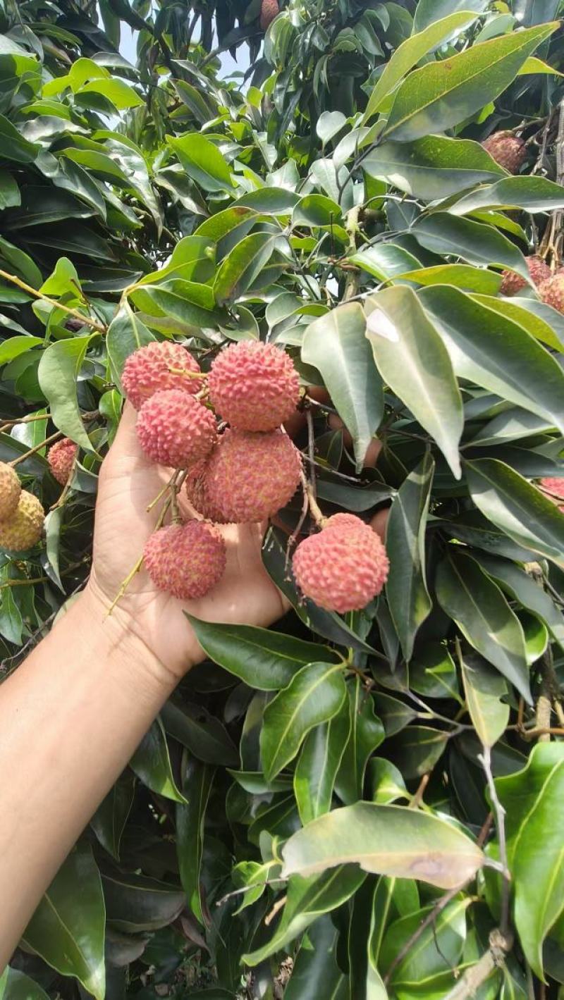 合江荔枝