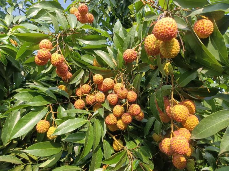 合江荔枝