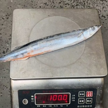 品名：秋刀鱼3号型号：3号，一条90-100克左右