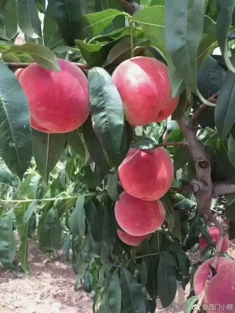 秦安蜜桃