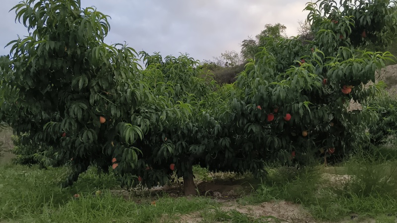 秦安蜜桃