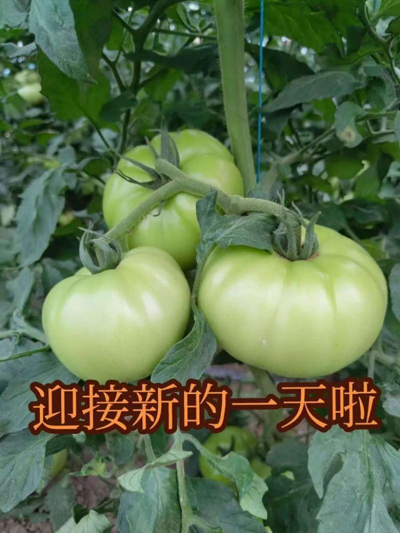 高山青西红柿大量上市。保质保量交货。欢迎大家订购