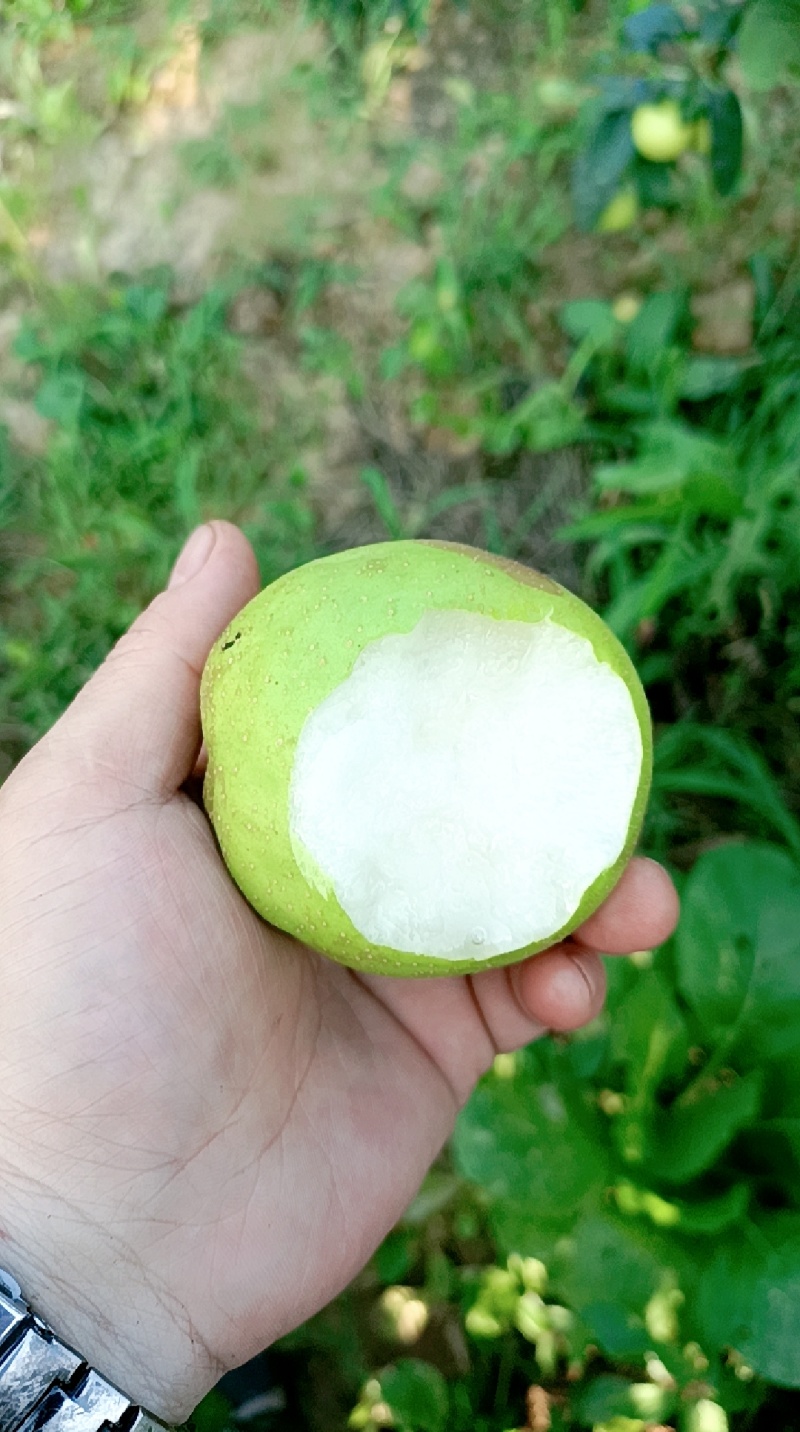 苍溪翠冠梨