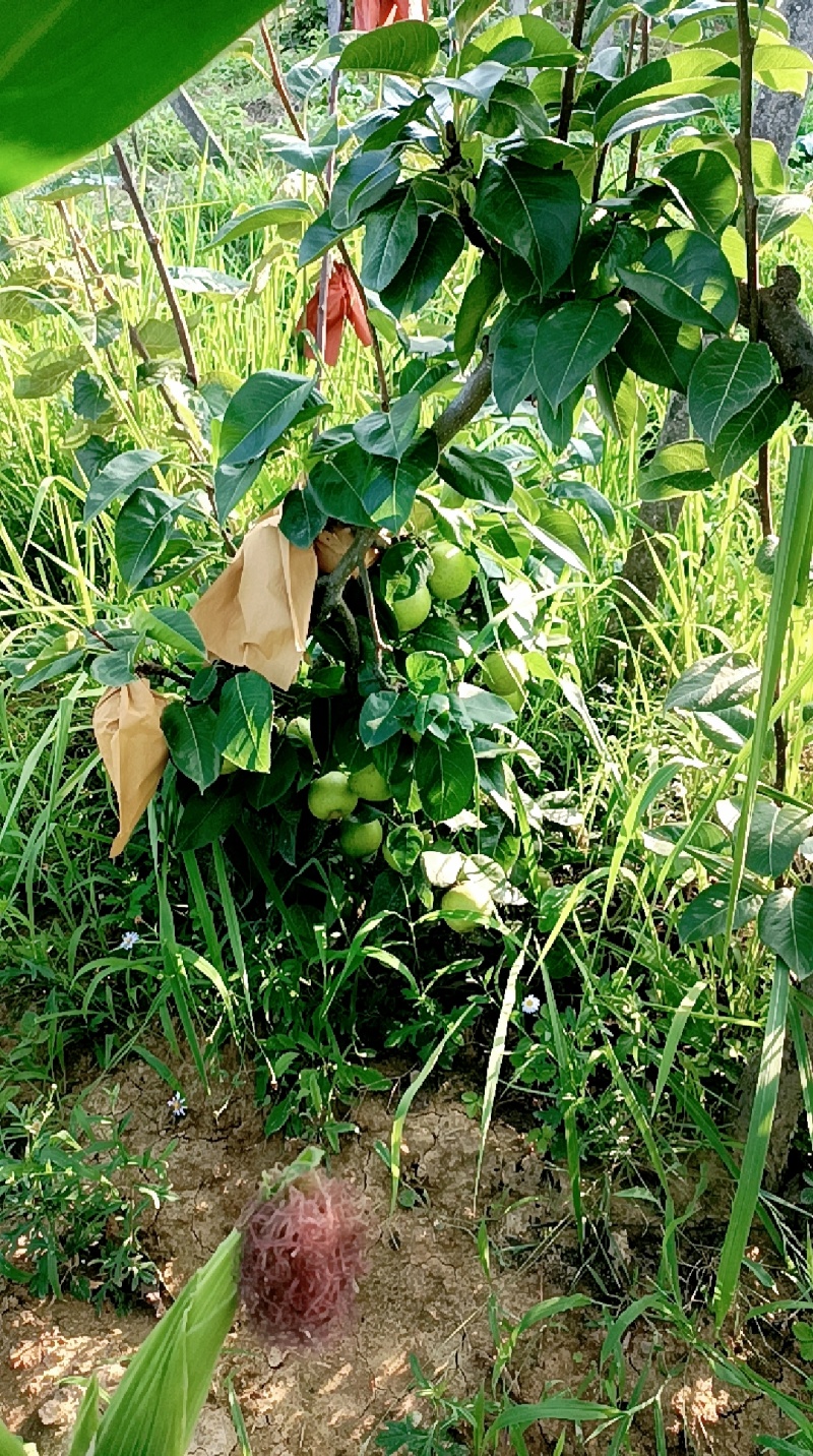 苍溪翠冠梨