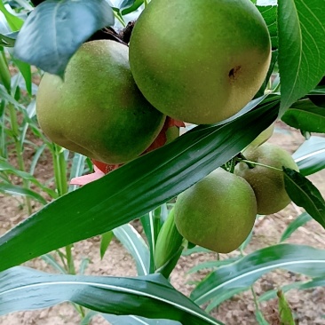 苍溪翠冠梨
