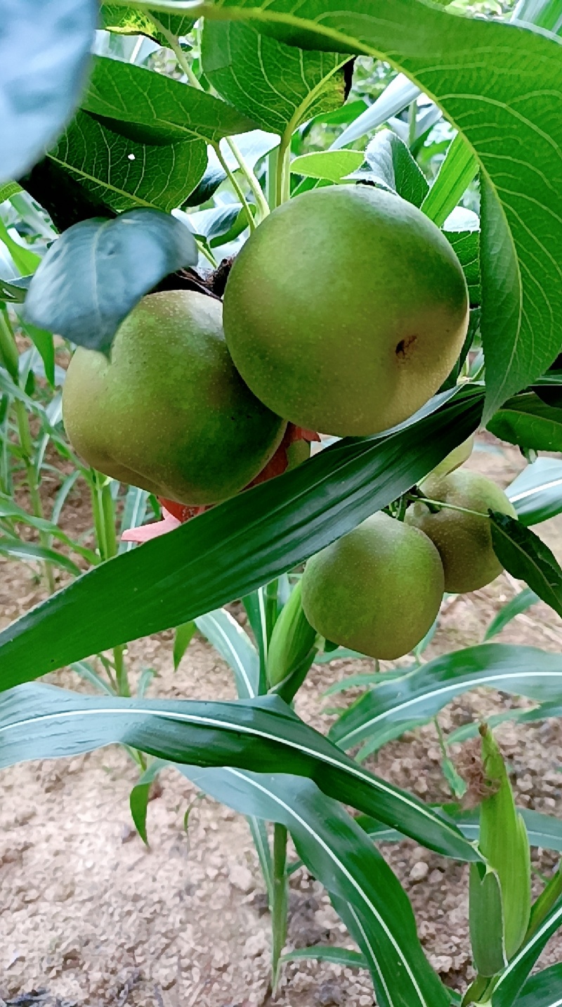 苍溪翠冠梨