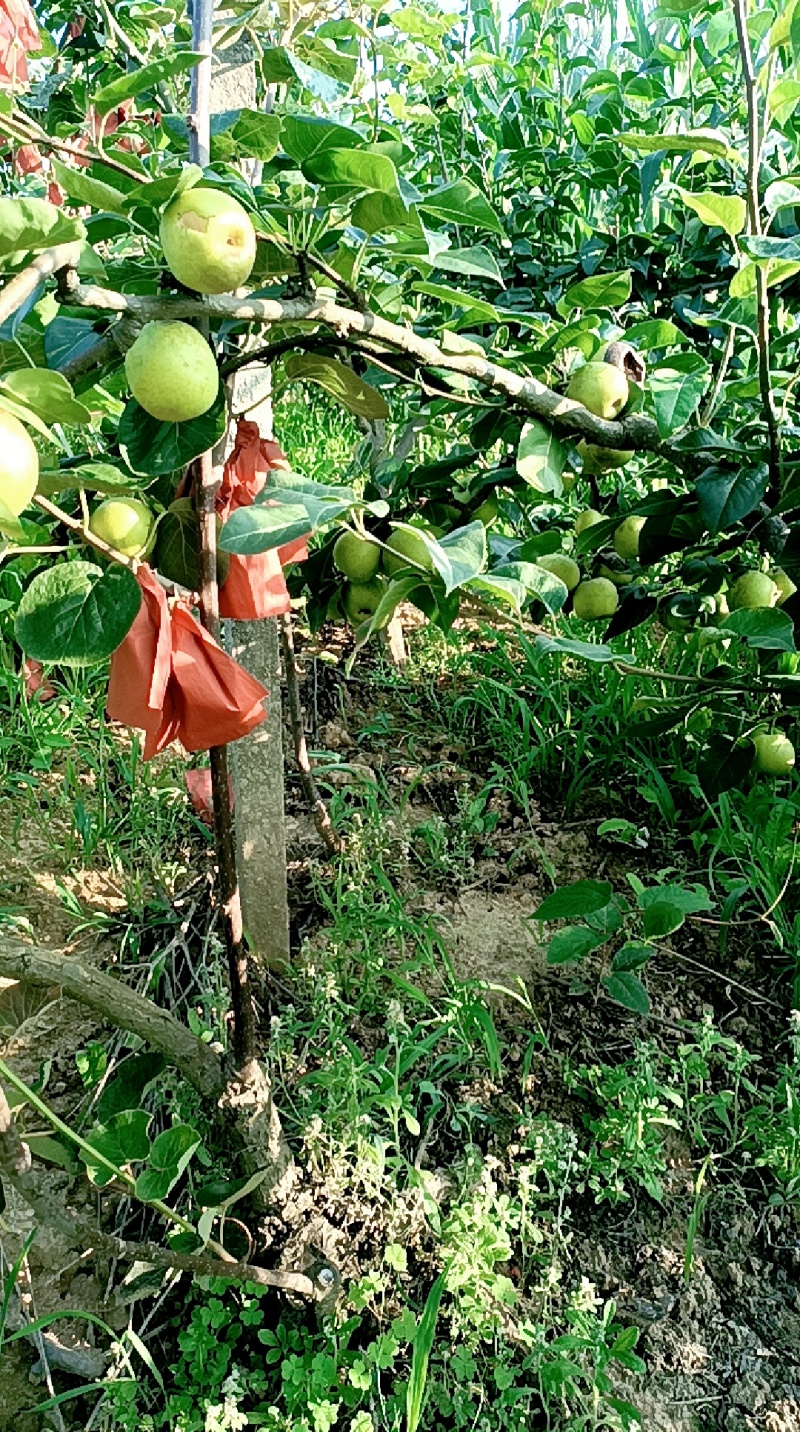 苍溪翠冠梨