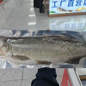 整条开背大白鱼(翘嘴)