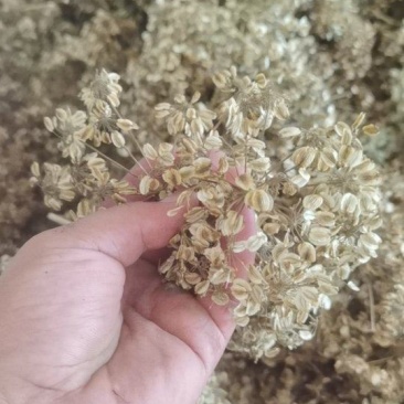 纯二年亳白芷种子出售