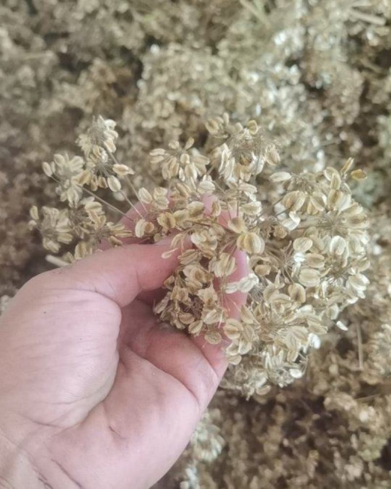纯二年亳白芷种子出售