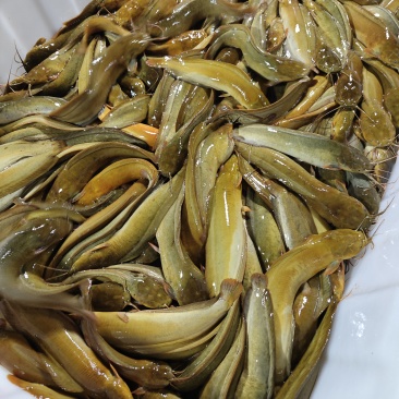 塘角鱼
