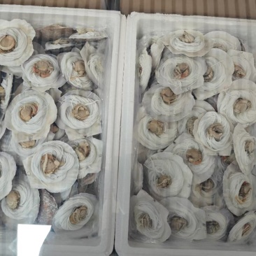 粉丝扇贝一箱80个，一箱100个，两种规格