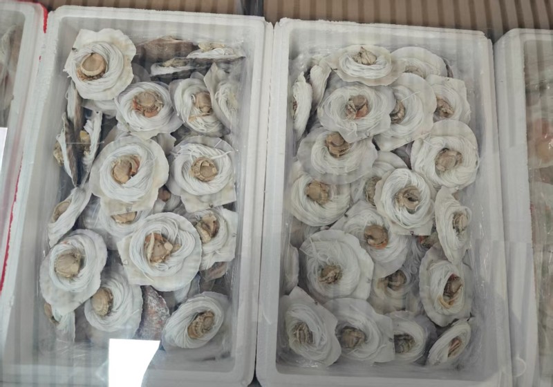 粉丝扇贝一箱80个，一箱100个，两种规格