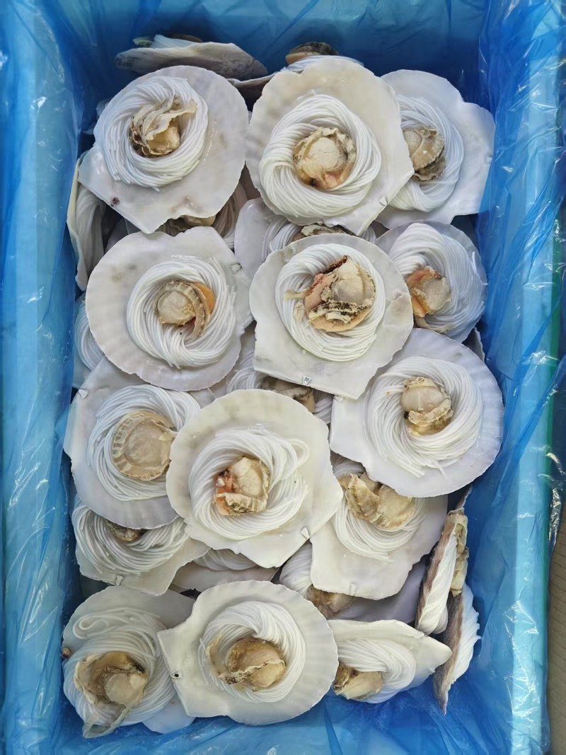 粉丝扇贝一箱80个，一箱100个，两种规格