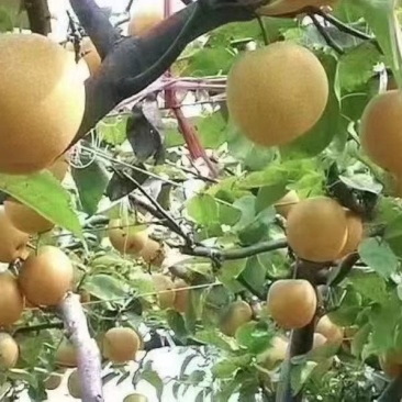 天桂梨