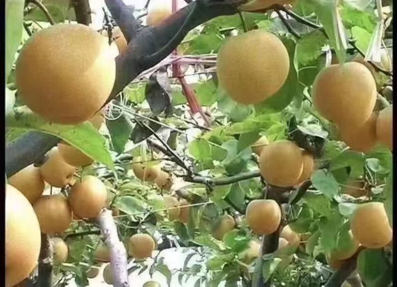 天桂梨
