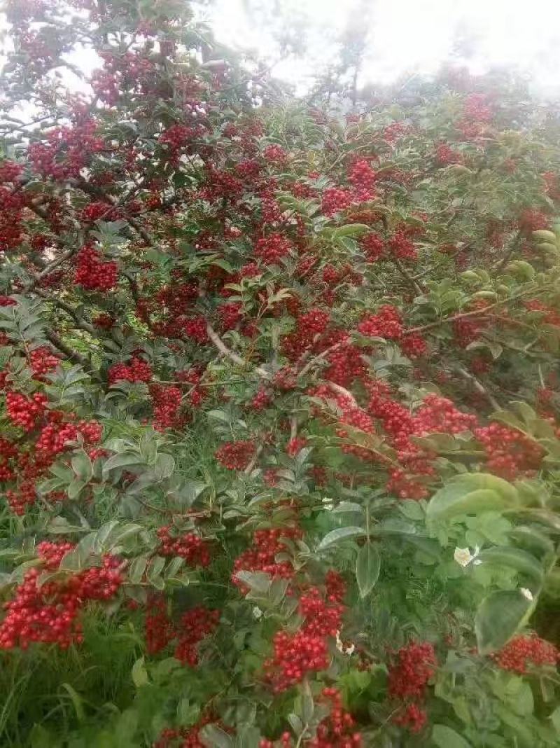 云南丽江红花椒，量大价格优惠！