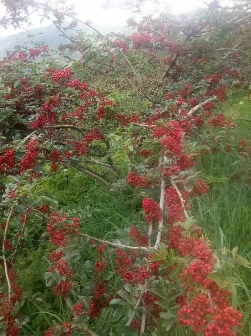 云南丽江红花椒，量大价格优惠！