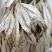 《凤尾虾》《蝴蝶虾》《芙蓉花枝虾》