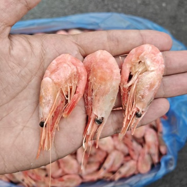 北极甜虾