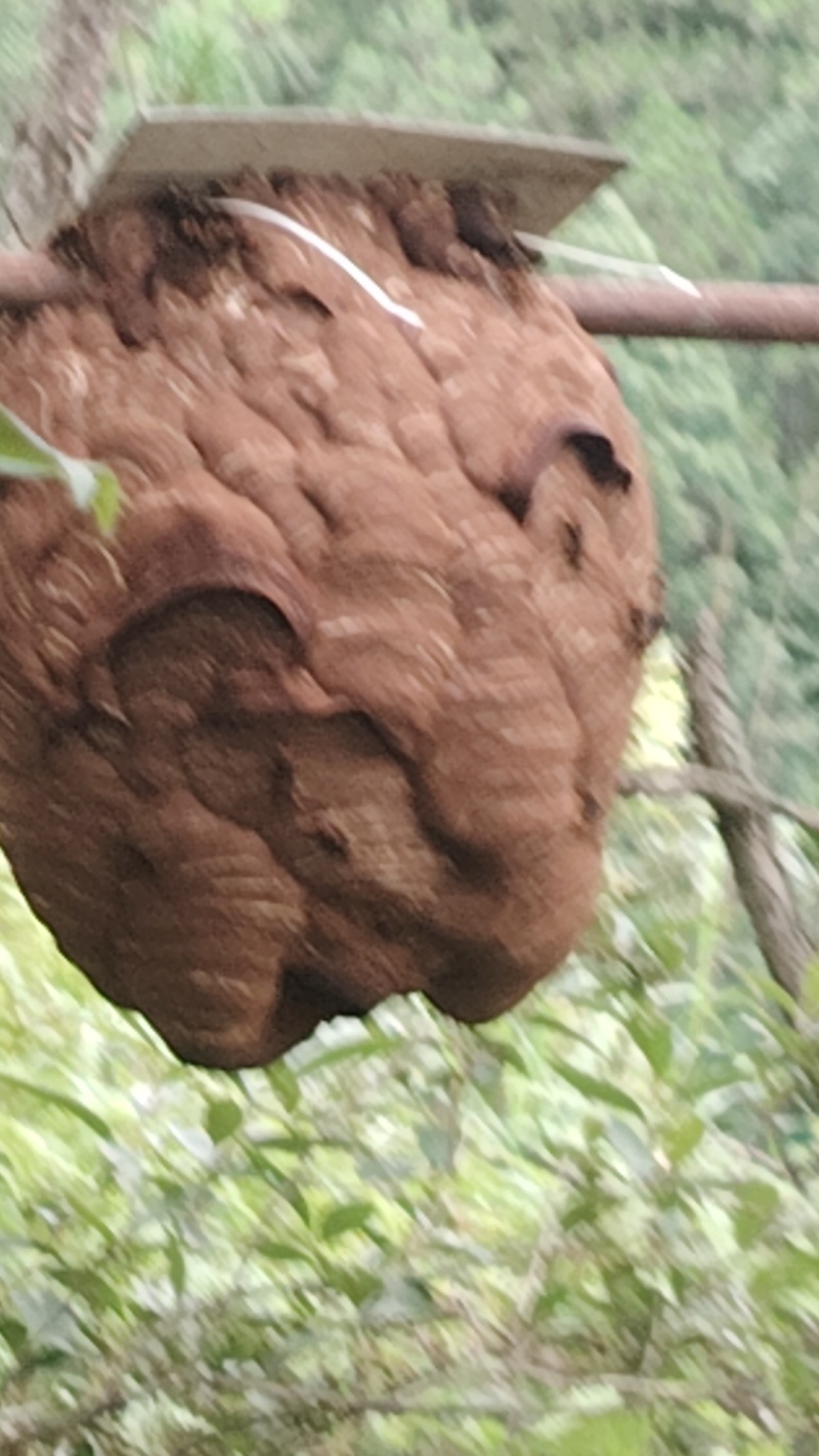 出售马蜂蜂蛹