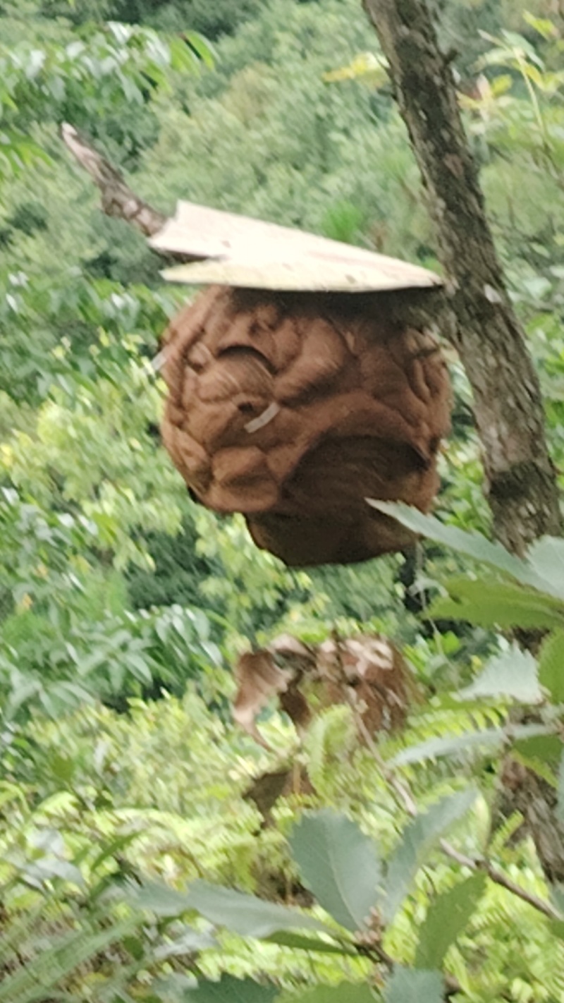 出售马蜂蜂蛹