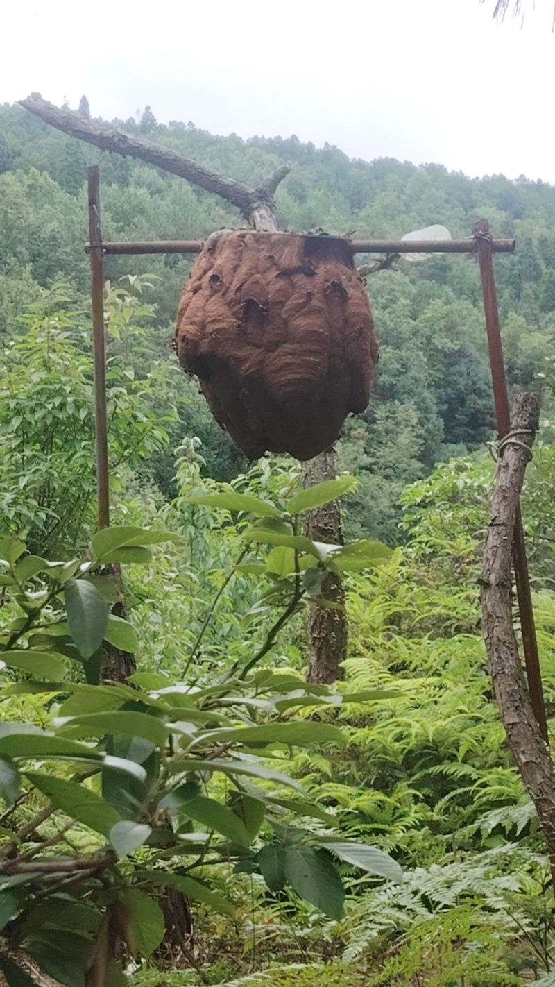 出售马蜂蜂蛹