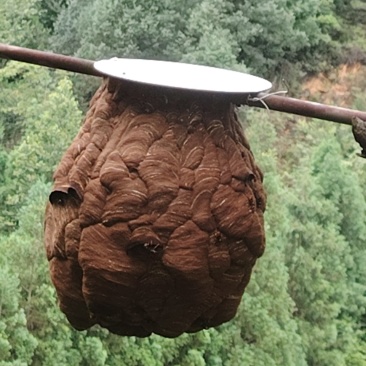 出售马蜂蜂蛹