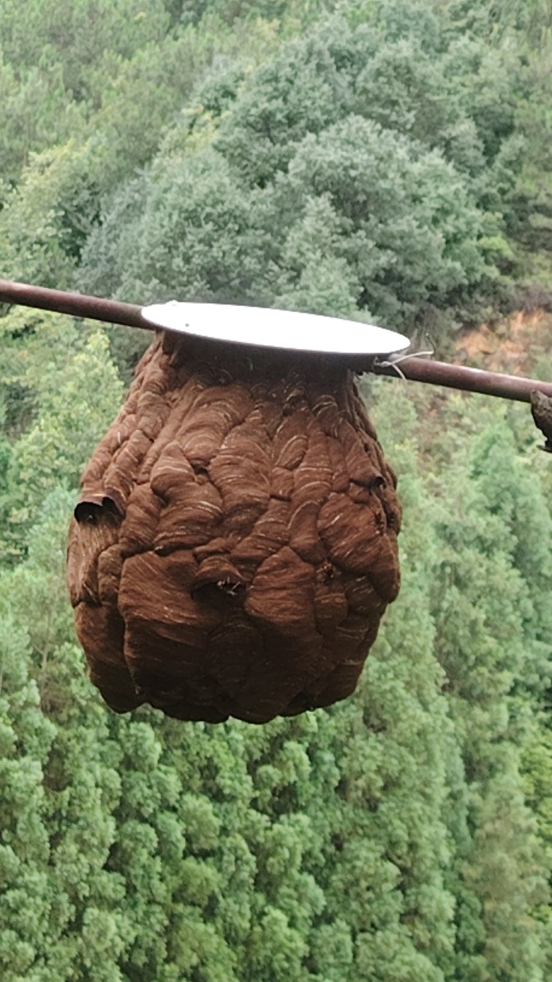 出售马蜂蜂蛹